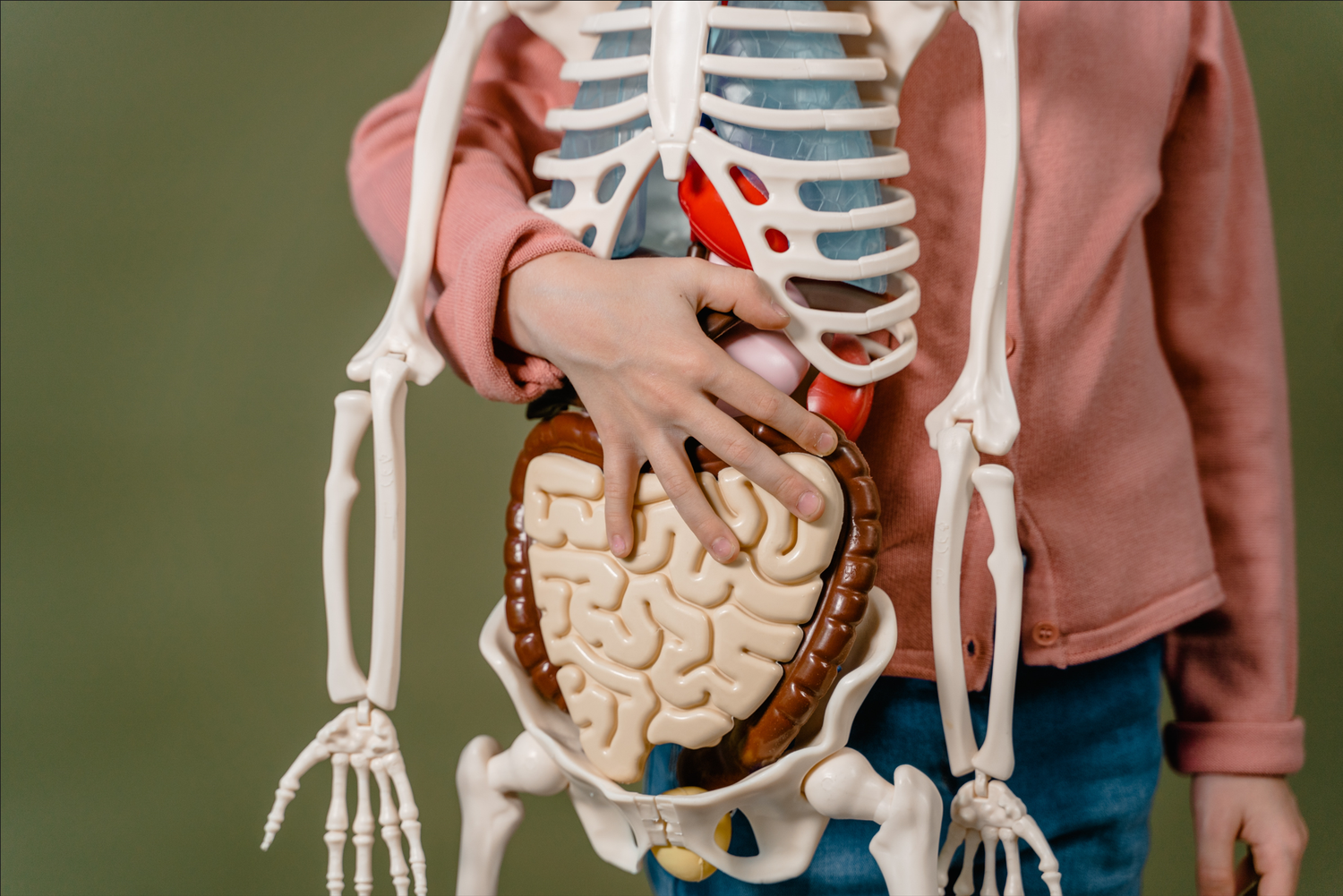 A young girl holding a plastic skeleton with plastic organs