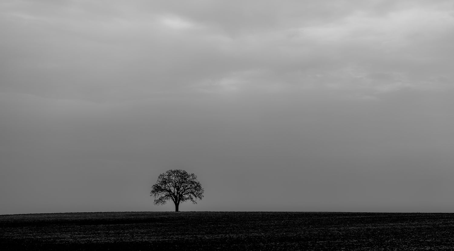 Black, white and grey picture of a tree in an open field